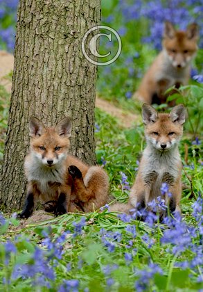 Red Fox Cubs 6 DM0267